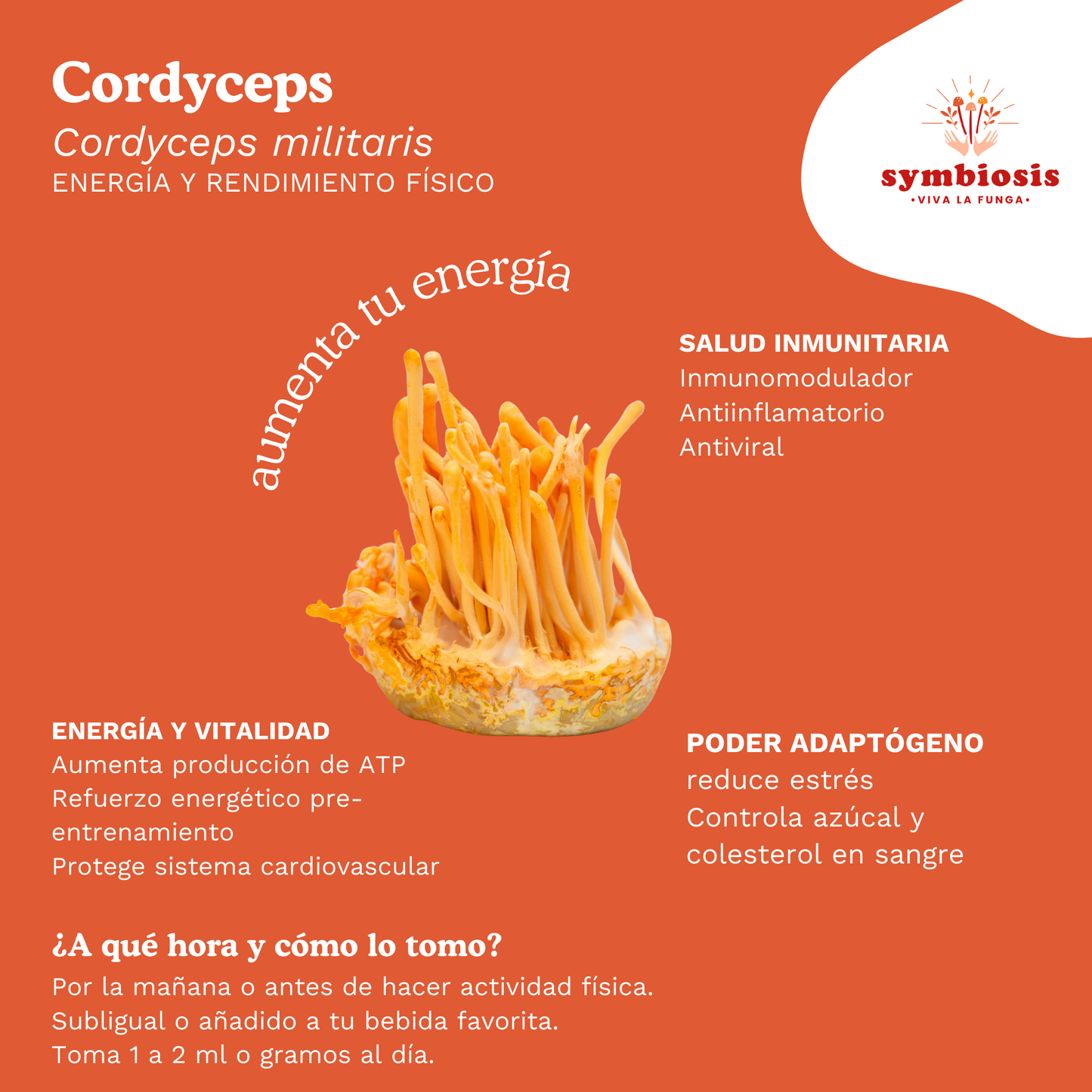 Cordyceps - Extracto en Cápsula 30gr