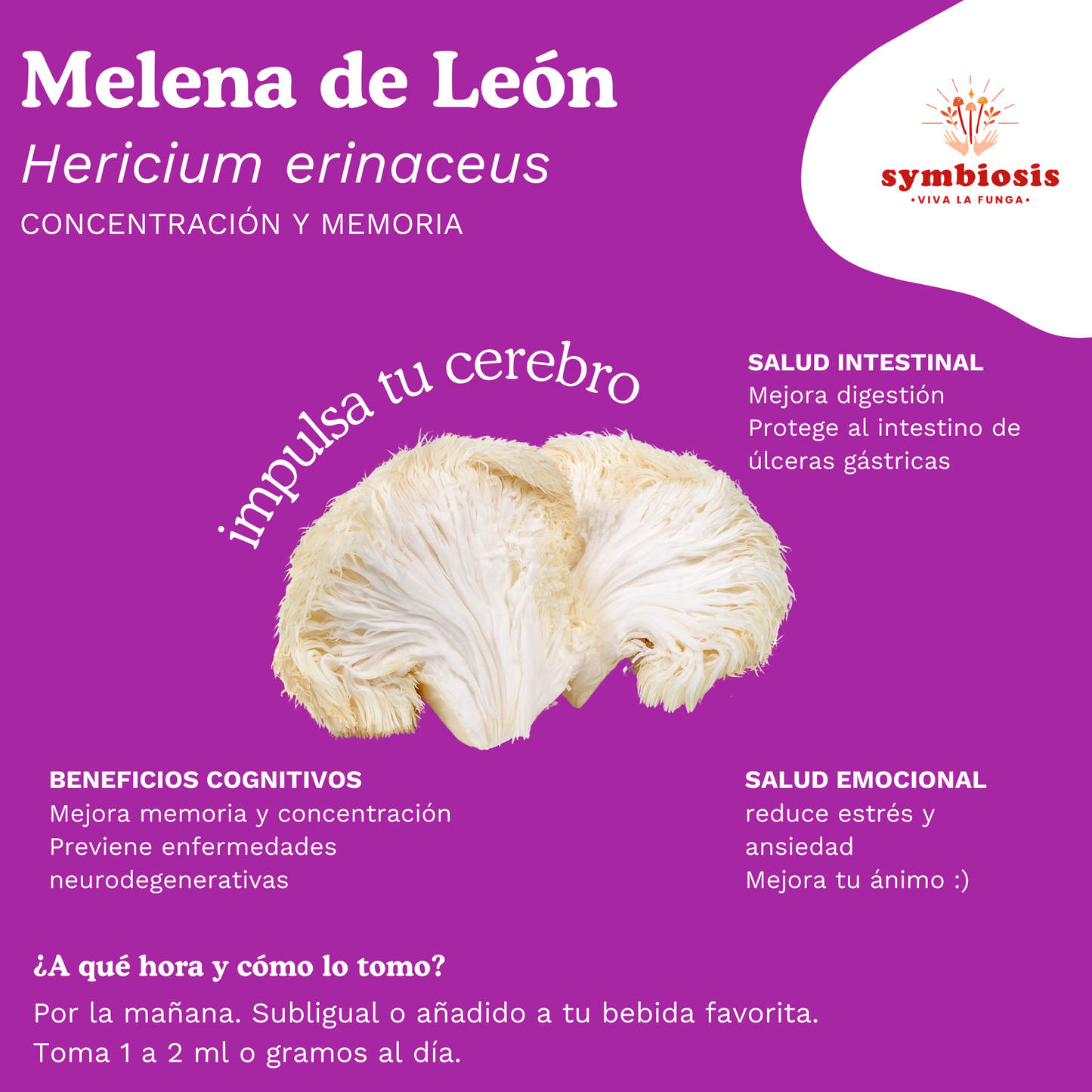 Melena de León - Extracto en Cápsula 30g