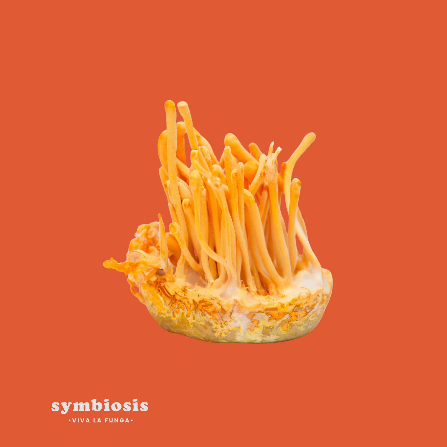 Cordyceps - Extracto en Cápsula 30gr