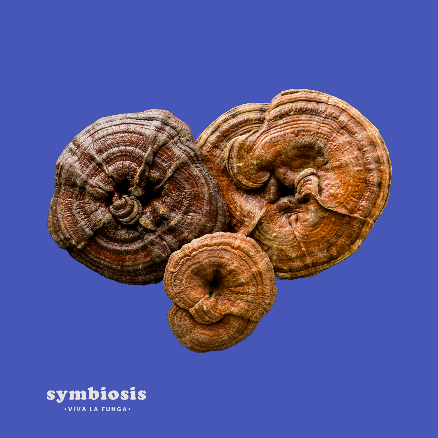Reishi - Extracto en Líquido 50ml